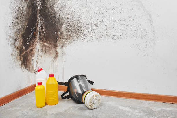 Best Bathroom Mold Remediation in Dewitt, MI