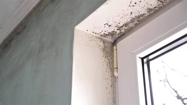 Best Attic Mold Remediation in Dewitt, MI