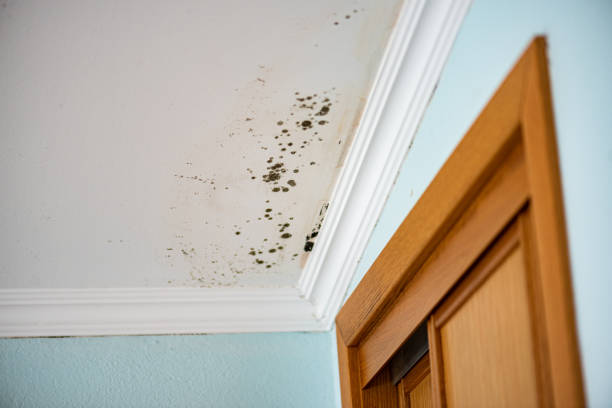 Best White Mold Remediation in Dewitt, MI