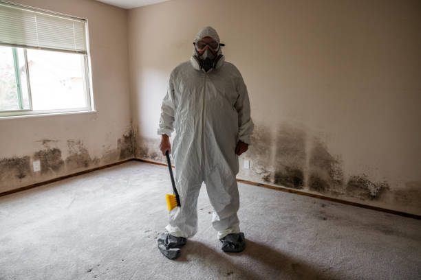 Best Residential Mold Remediation in Dewitt, MI