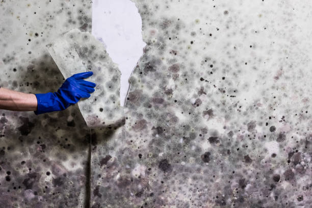 Best Mold Testing and Inspection Services in Dewitt, MI