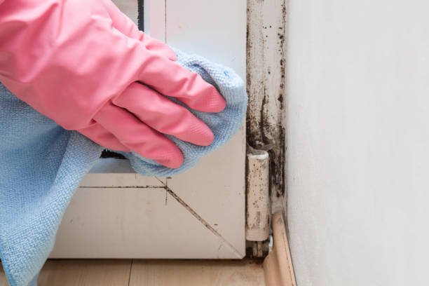 Best Health and Safety Mold Remediation in Dewitt, MI
